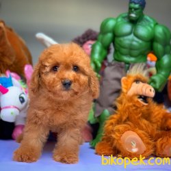 Toy Poodle Yavrumuz 2