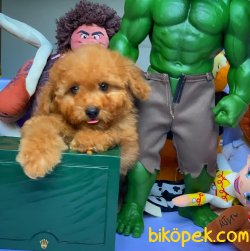 Toy Poodle Yavrumuz 4