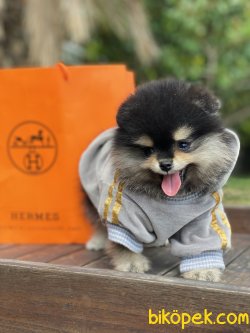 Yurtdışından Anne Baba Ayı Surat Boo Tip Pomeranian 2