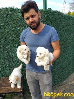 Yuzde Yuz Irk Garantili 1