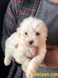 Yüzde Yüz Irk Garantili Maltese Terrier 5