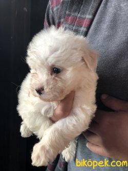 Yüzde Yüz Irk Garantili Maltese Terrier 3