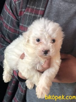 Yüzde Yüz Irk Garantili Maltese Terrier 4