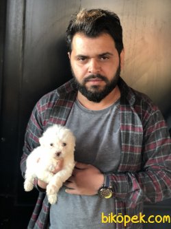 Yüzde Yüz Irk Garantili Maltese Terrier 1