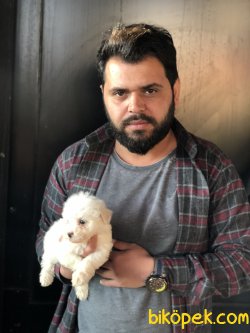 Yüzde Yüz Irk Garantili Maltese Terrier 2