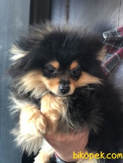 Yüzde Yüz Irk Garantili Pomeranian Black Tan 3