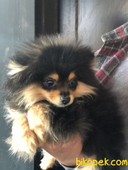 Yüzde Yüz Irk Garantili Pomeranian Black Tan 2