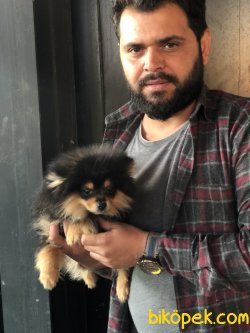 Yüzde Yüz Irk Garantili Pomeranian Black Tan 1