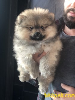Pomerani̇an Boo Garanti̇li̇ Yavrular 4