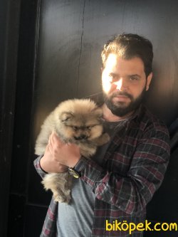 Pomerani̇an Boo Garanti̇li̇ Yavrular 1