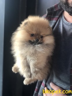 Pomerani̇an Boo Garanti̇li̇ Yavrular 2
