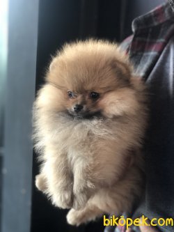 Pomerani̇an Boo Garanti̇li̇ Yavrular 3