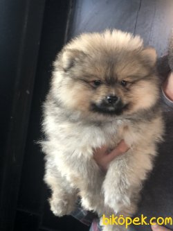 Pomerani̇an Boo Garanti̇li̇ Yavrular 5