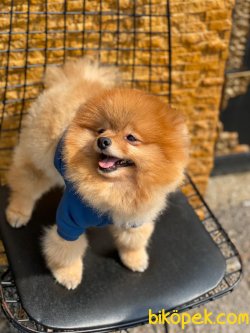 Yüzde Yüz Irk Garantili Pomeranian 3