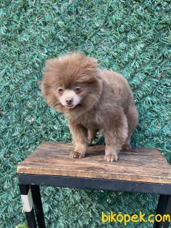 Yüzde Yüz Irk Garantili Pomeranian 2