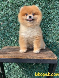 Yüzde Yüz Irk Garantili Pomeranian 4
