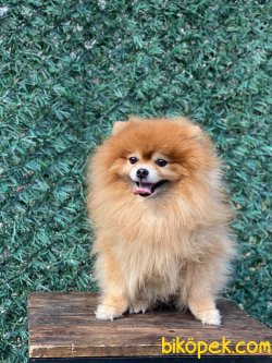 Yüzde Yüz Irk Garantili Pomeranian 5