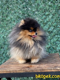 Yüzde Yüz Irk Garantili Pomeranian 1
