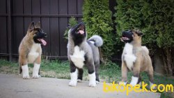 Yüzde Yüz Ork Garantili 3