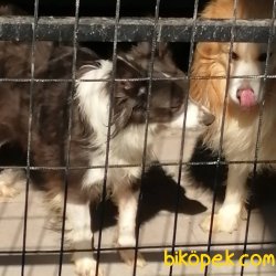 Zeka Küpü Border Collie Yavrularımız 3
