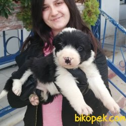 Zeka Küpü Border Collie Yavrularımız 1