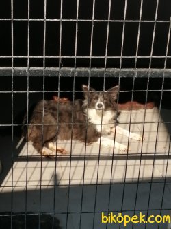 Zeka Küpü Border Collie Yavrularımız 2