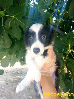 Zeka Küpü Irk Garantili Border Collie Yavrular 3