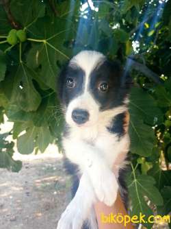 Zeka Küpü Irk Garantili Border Collie Yavrular 2