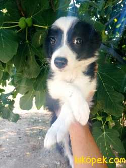 Zeka Küpü Irk Garantili Border Collie Yavrular 1