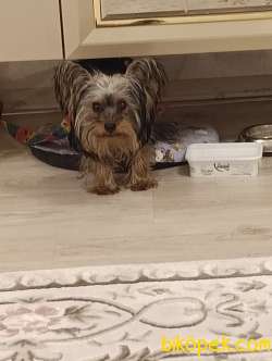 Zeytin