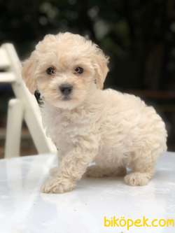 ZOR BULUNAN BEYAZ POODLE 2