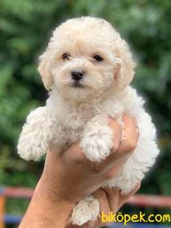 ZOR BULUNAN BEYAZ POODLE 3