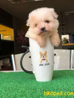 ZOR BULUNAN TEA CUP MALTES 2