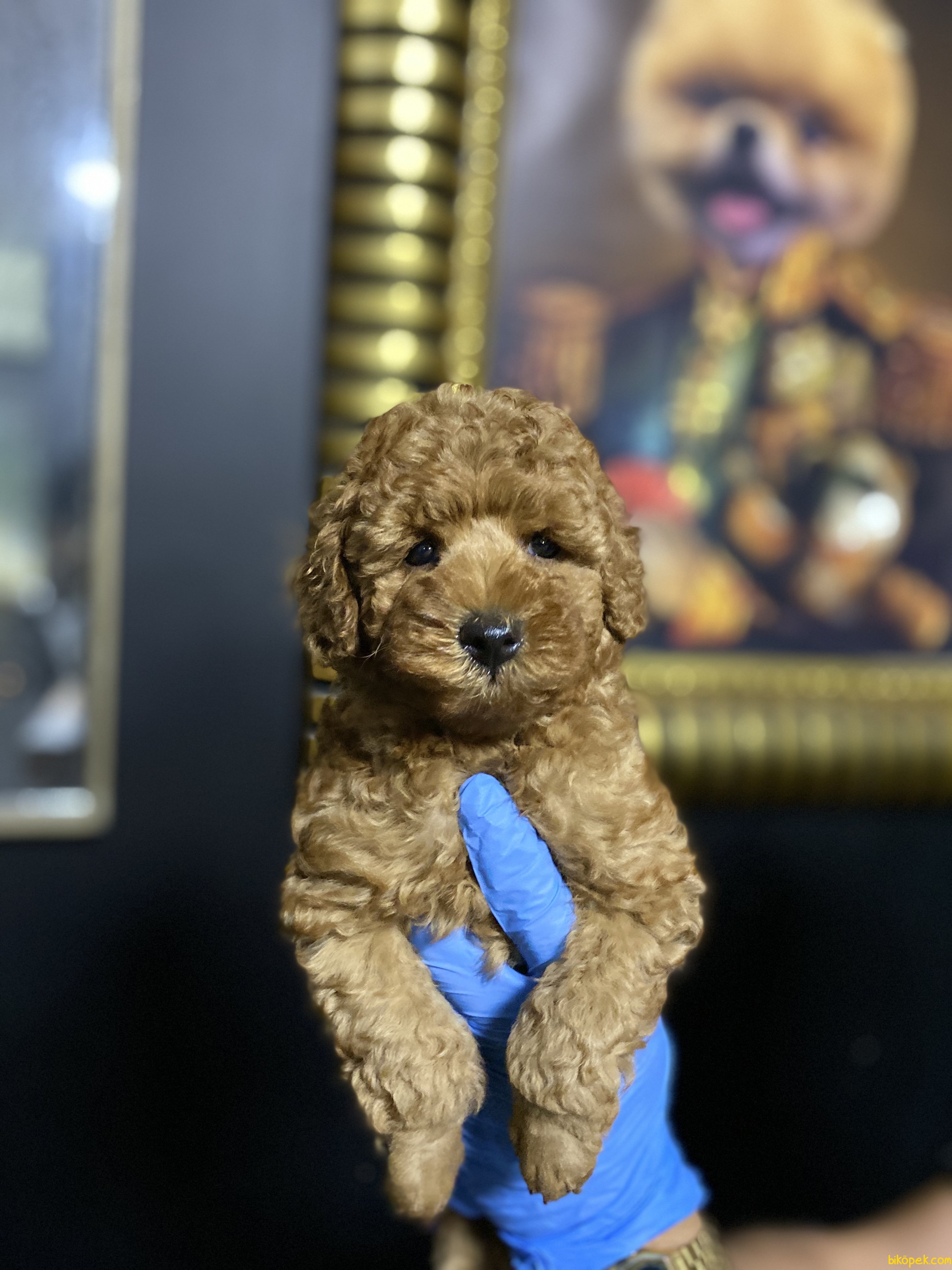 poodl token poodl token