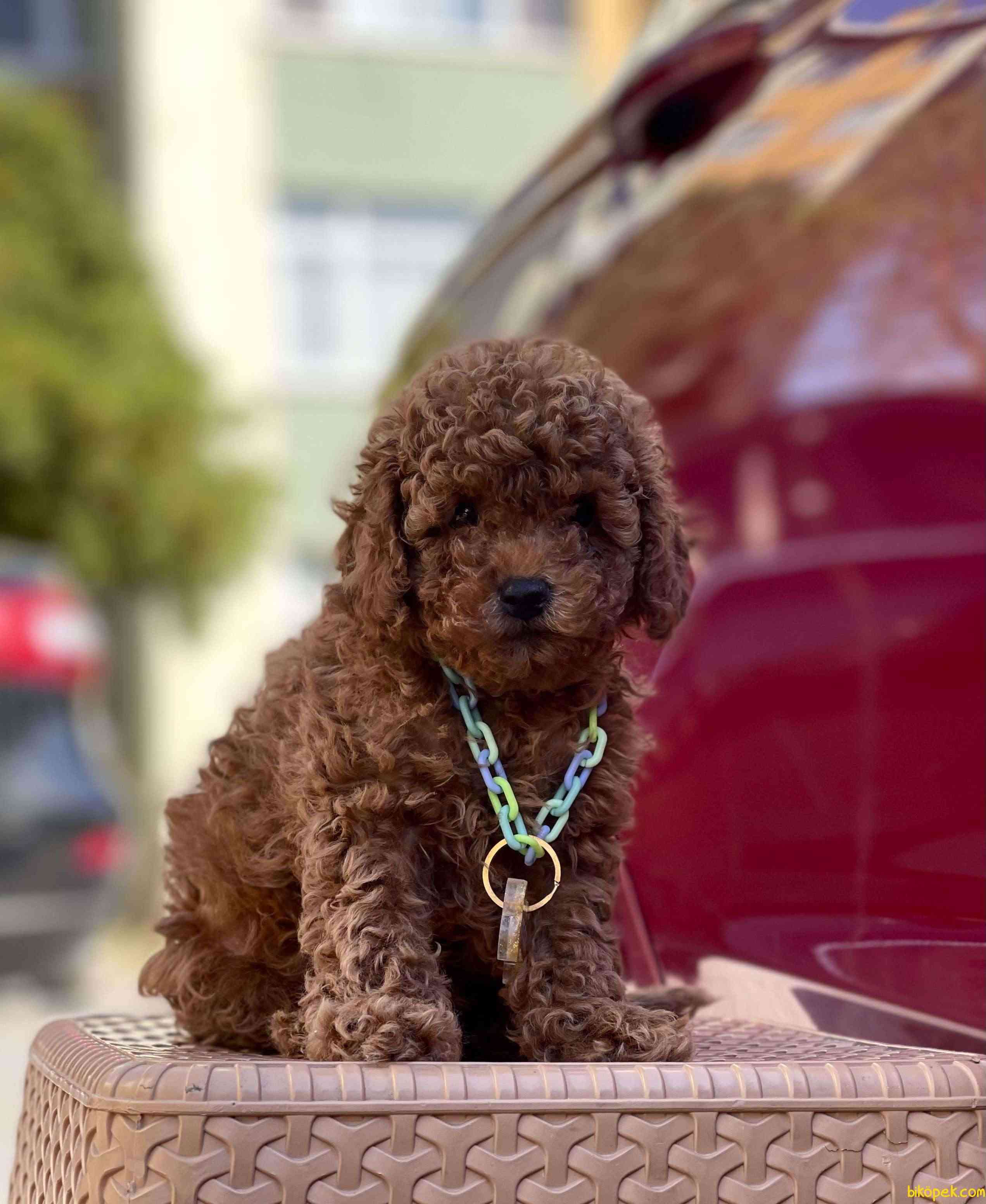 Dark shop apricot poodle