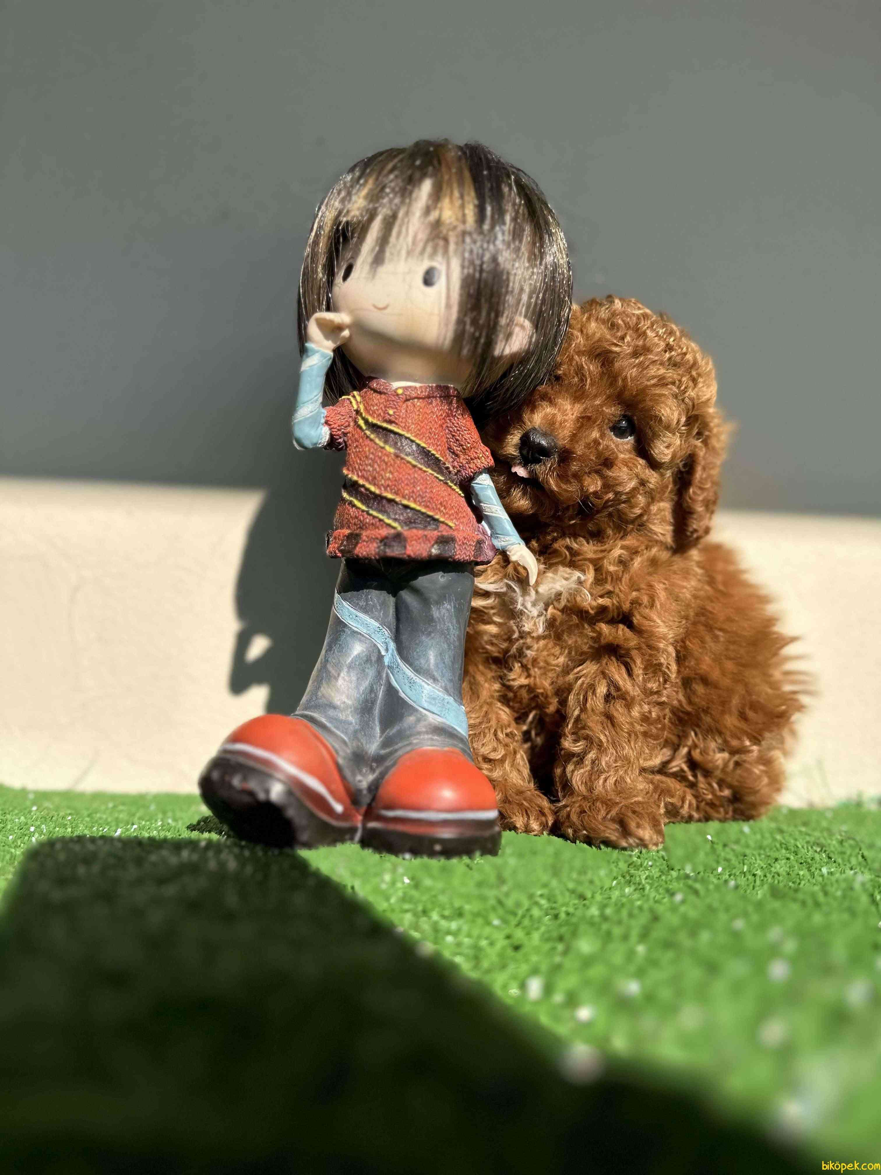Toy Poodle Kaniş Kızıl Safkan Orjinal Garantili 5
