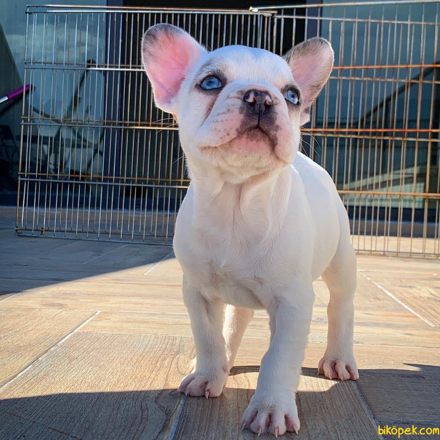 TÜRKİYEDE TEK Yarışma Düzeyi Blue Eyes French Bulldog