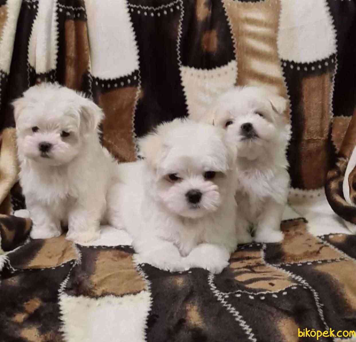 Rolly teacup hot sale puppies fiyat