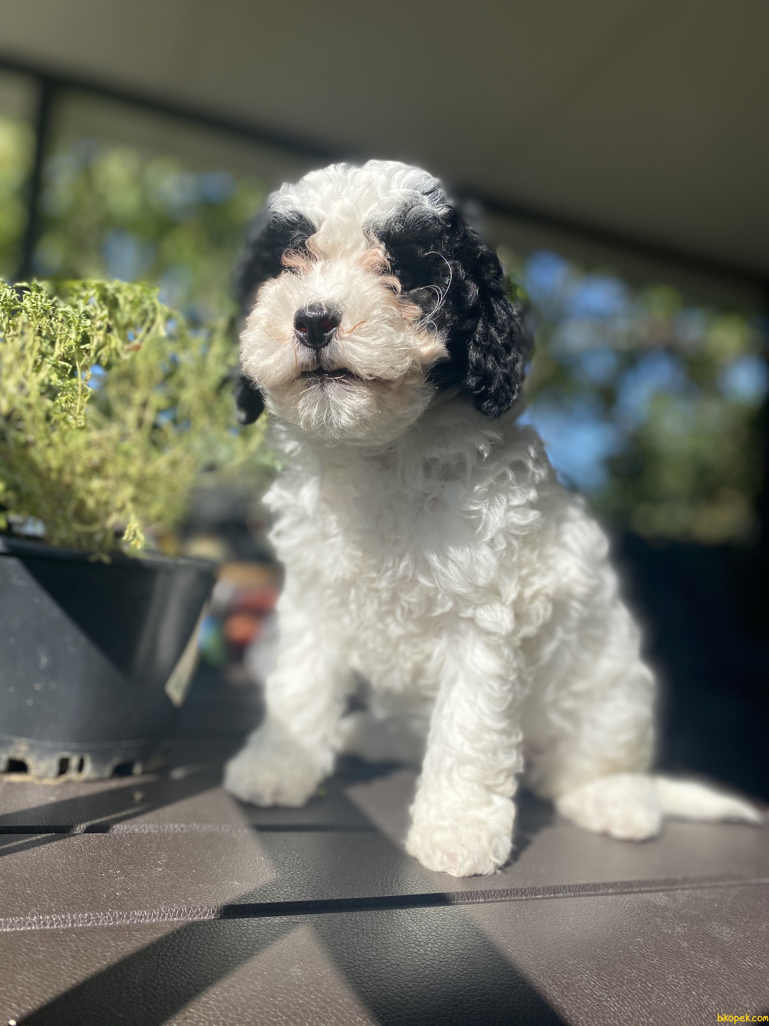 harlequin toy poodle fiyat