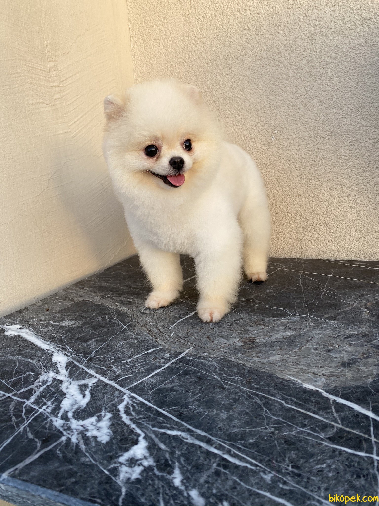 En Uygun White Teddy Bear Pomeranian Boo 12 Aylık Eğit