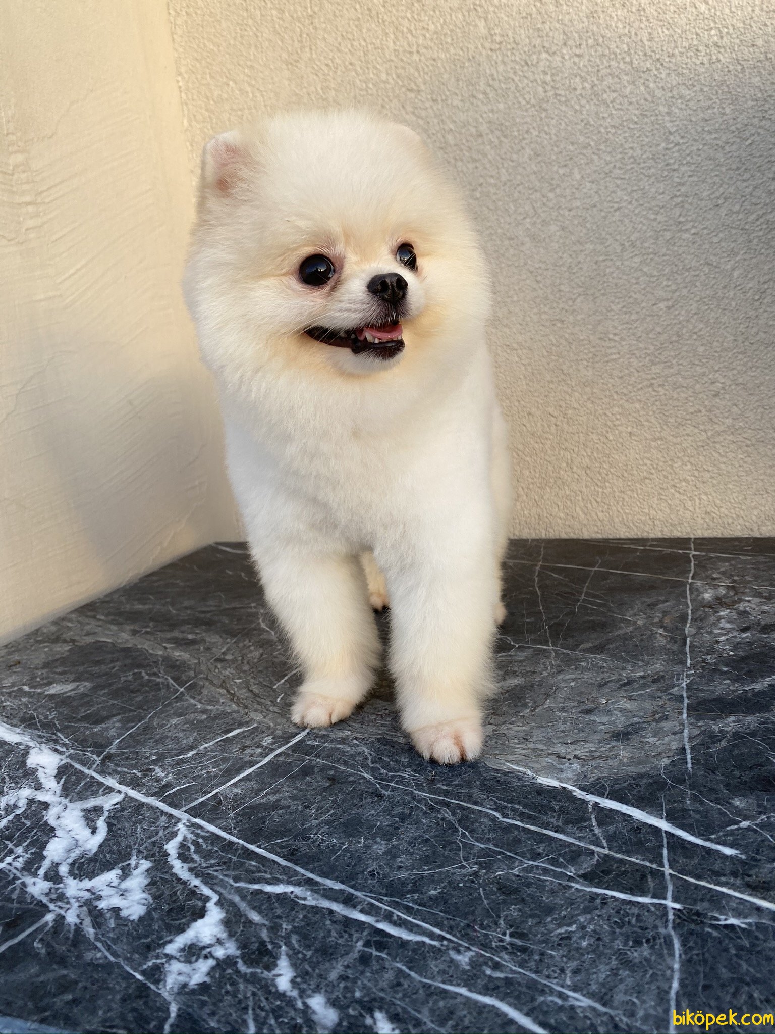 En Uygun White Teddy Bear Pomeranian Boo 12 Aylık Eğit