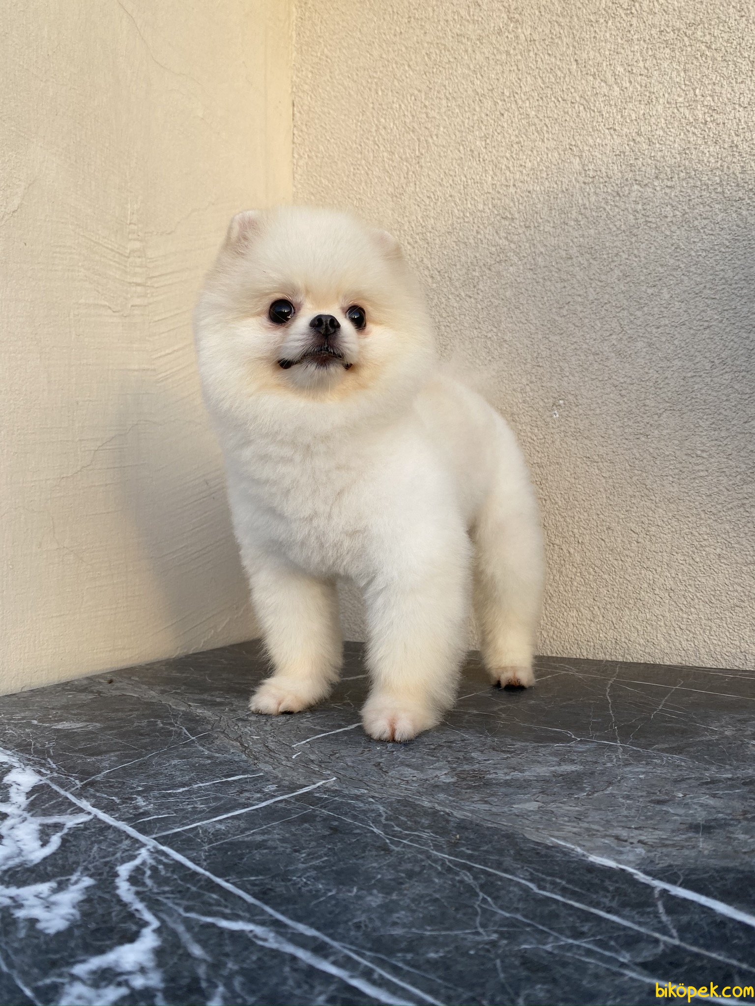 En Uygun White Teddy Bear Pomeranian Boo 12 Aylık Eğit