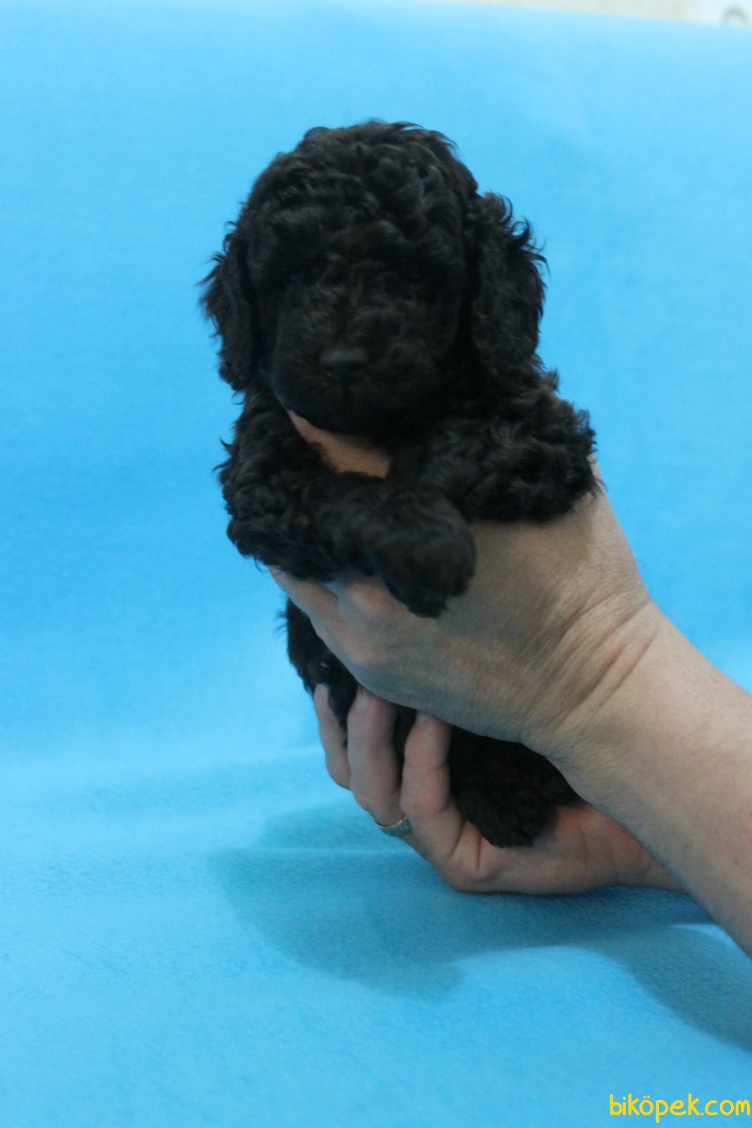 Xs Siyah Maltipoo Ozel Renk Yavrumuz 243396 Bikopek Com