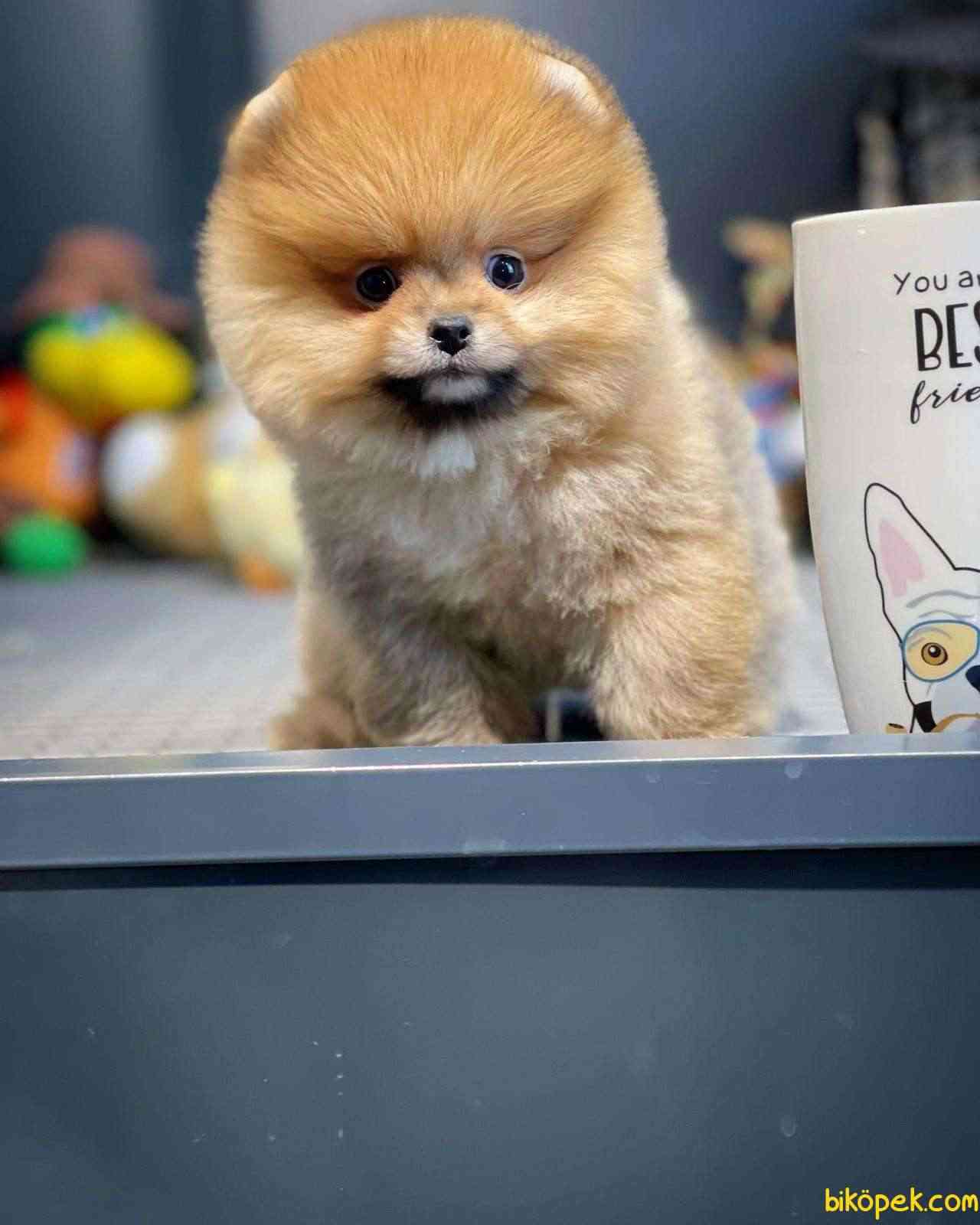 Minik Neşe Kaynağı Pomeranian Boo Yavrularımız 4