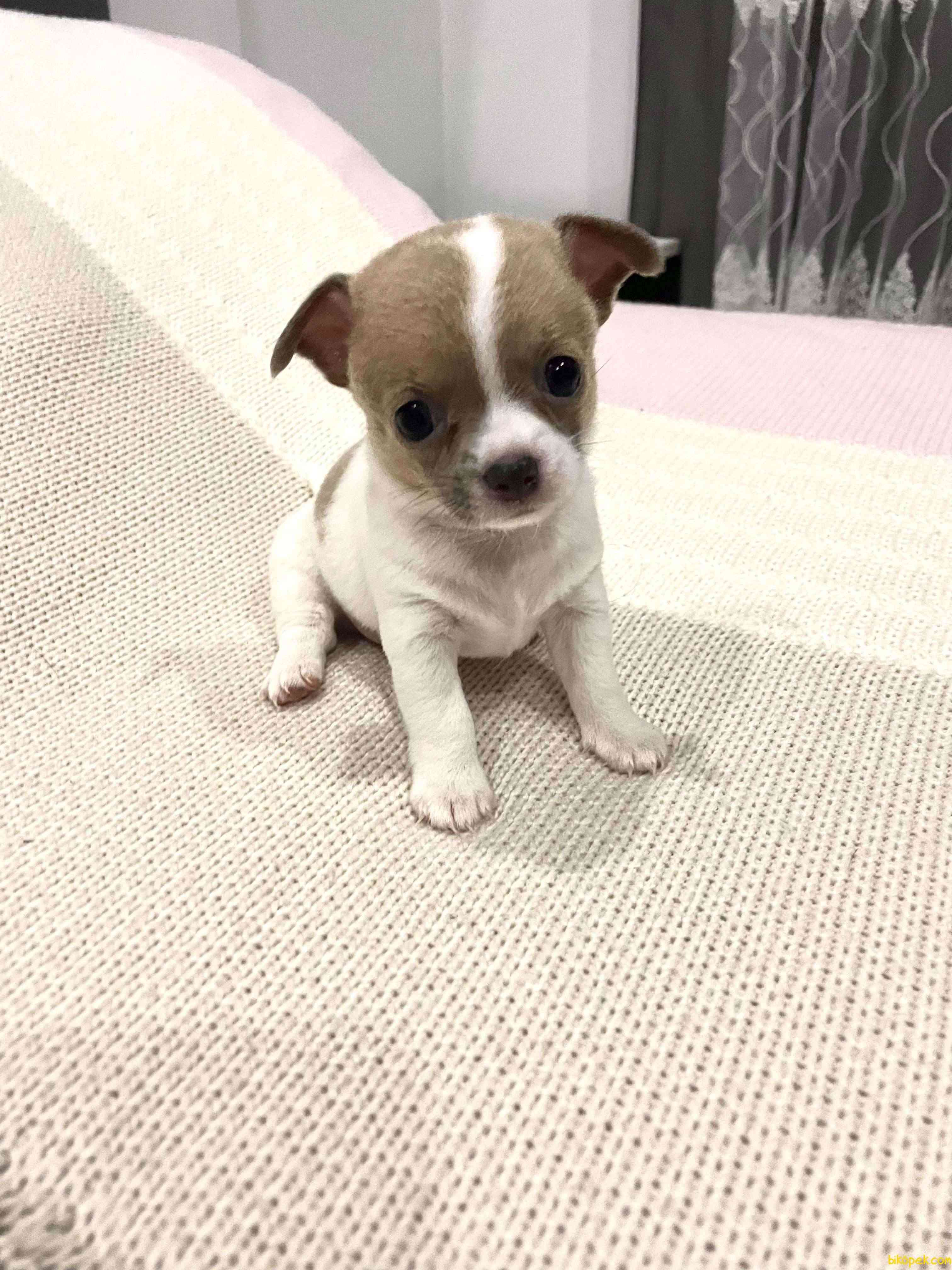 Yeni Ailesine Gitmeye Hazır Yavru Chihuahua 2