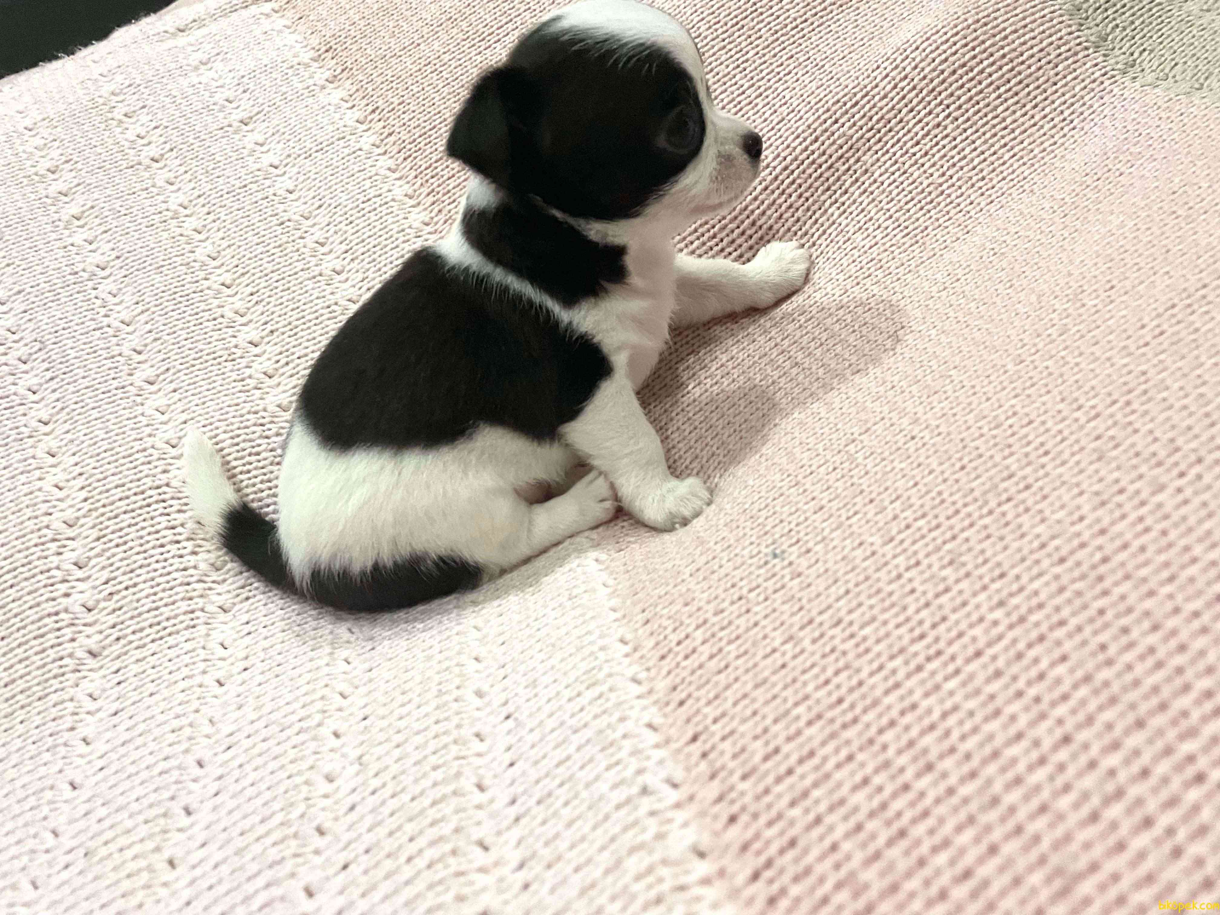 Yeni Ailesine Gitmeye Hazır Yavru Chihuahua 4
