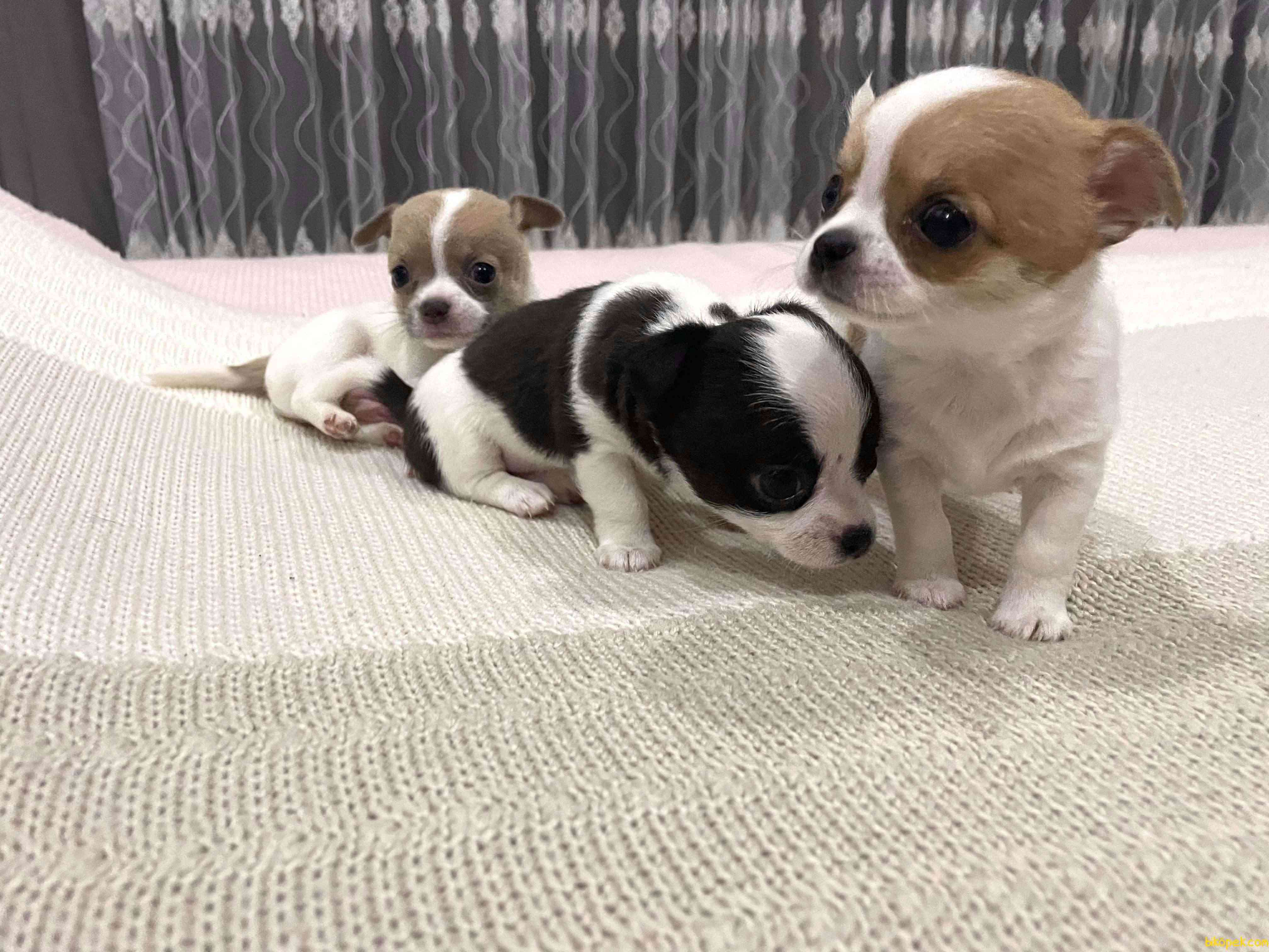 Yeni Ailesine Gitmeye Hazır Yavru Chihuahua 1