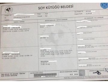 Ücretsiz İlan Ver - bikopek.com