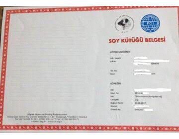 Ücretsiz İlan Ver - bikopek.com