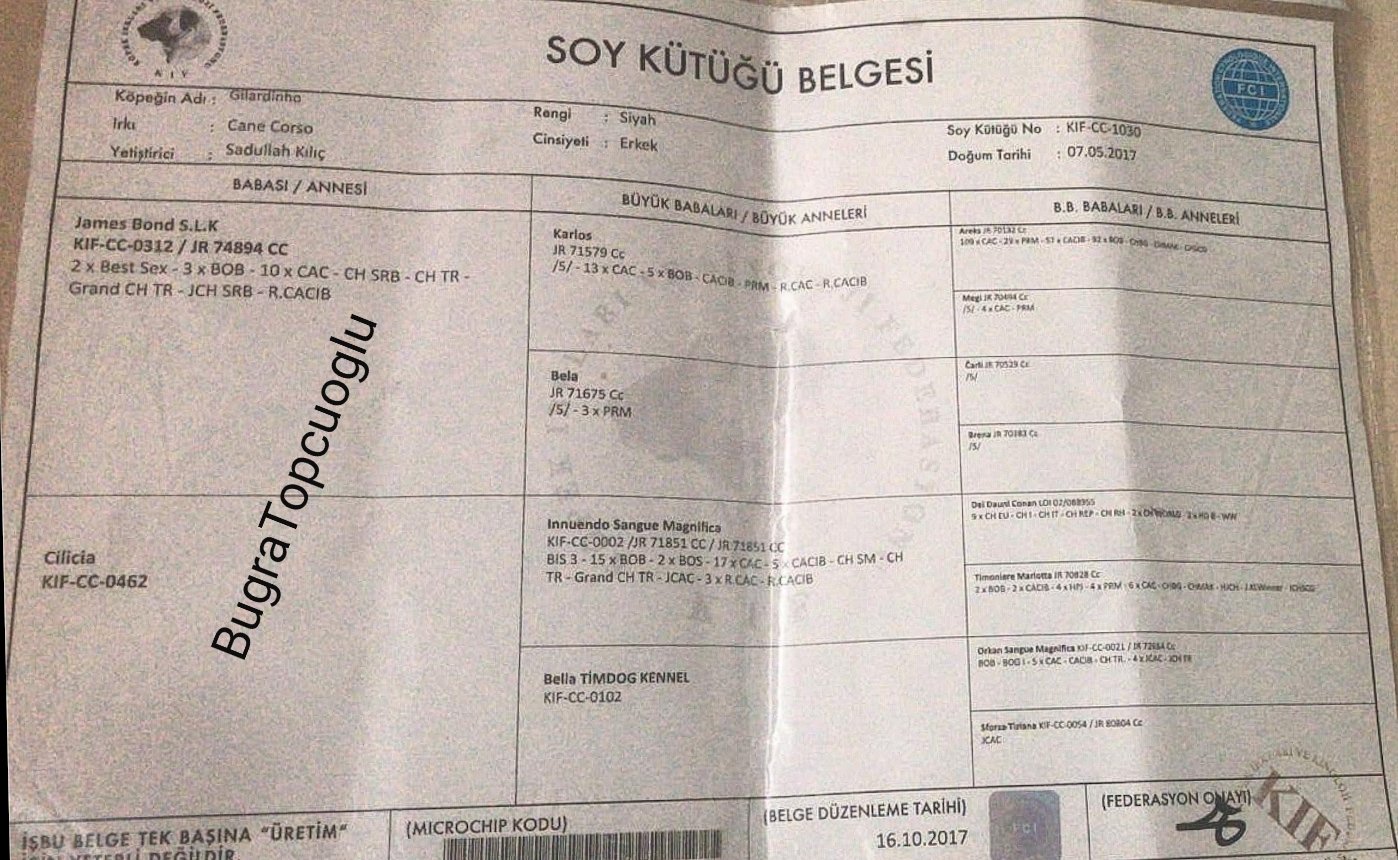 Ücretsiz İlan Ver - bikopek.com